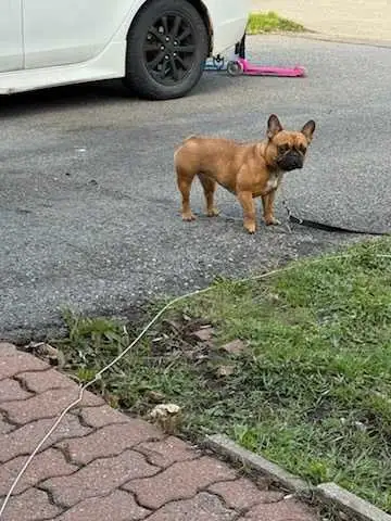FEMALE FRENCH BULLDOG in Dogs & Puppies for Rehoming in City of Montréal - Image 3