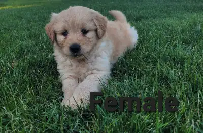 Adorable Puppy for Sale, View more