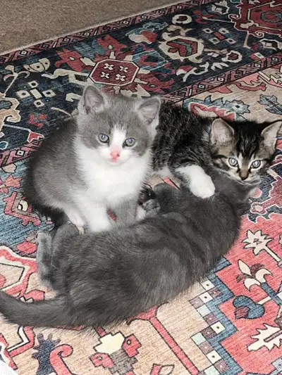 kittens for sale, View more