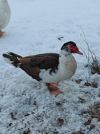Muscovy Drakes
