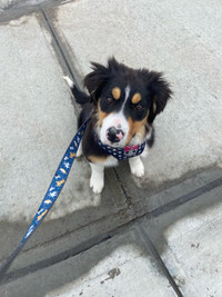 Australian collie for rehoming 