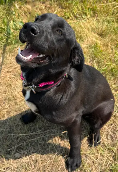 Lab cross female puppy for adoption - Poppy, View more