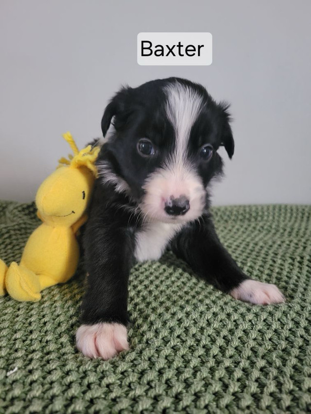 Border Collie Puppies  in Dogs & Puppies for Rehoming in Chatham-Kent - Image 2