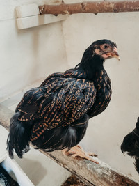 Purebred Gold Laced Wyandotte Rooster