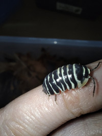 Rollie pollie Isopods
