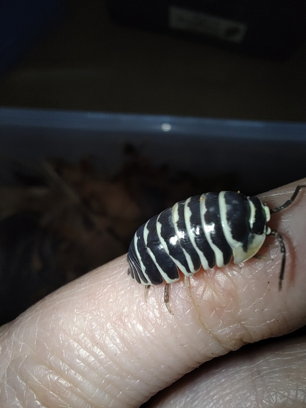Rollie pollie Isopods in Reptiles & Amphibians for Rehoming in Burnaby/New Westminster