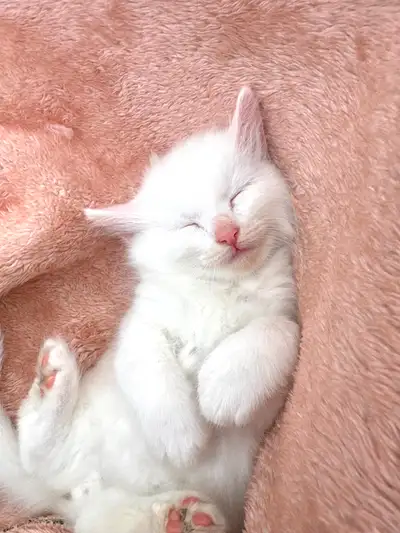 kittens for selling, View more