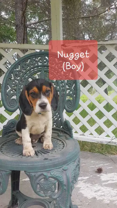 Four cute adorable beagle pups for sale! They are very energetic, and love playing and being outside...