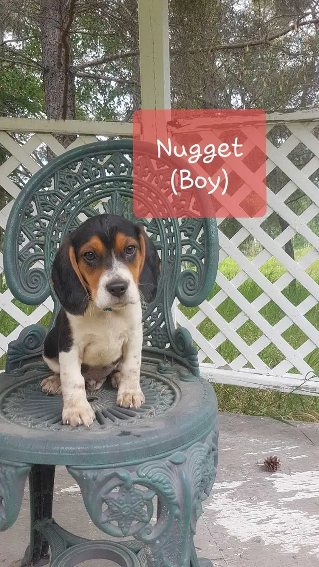 Cute beagle puppies for sale! in Dogs & Puppies for Rehoming in St. Albert - Image 4