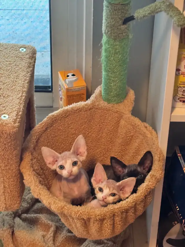 Certified Cattery Devon Rex Kittens For Sale