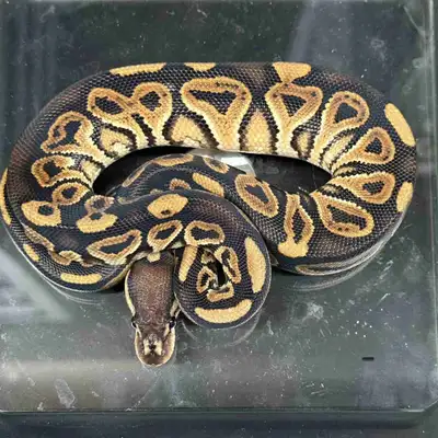 Male Barnhart line Black Pastel het Clown. Docile, great eater, currently 131g. Asking $100 or open...