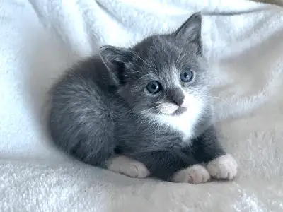 Grey Kitten, View more