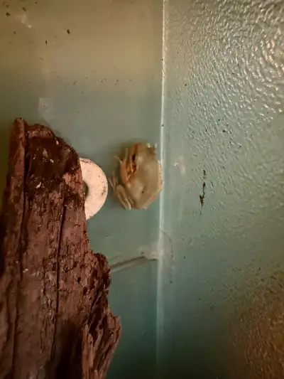 White Tree Frogs available for rehome. $129.99 each. Green Tree frogs, and Amazon Milk frogs also re...