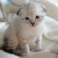 Luxurious, Beautiful Scottish Fold/Bengal kittens(Rare!)