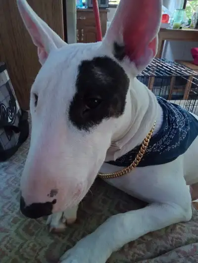 À qui la chance Bull Terrier Mâle de 6 mois, View more