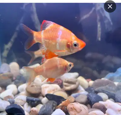 10 tiger barbs for rehoming amzing condition , View more