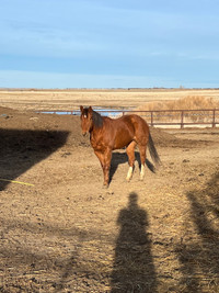 Registerd 8 year old mare 