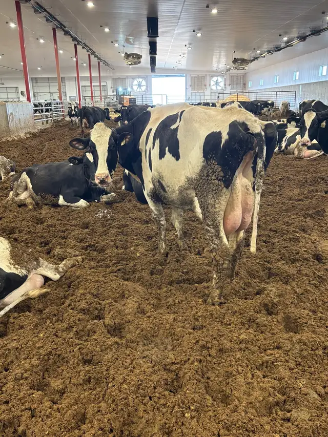 Nurse cow in Livestock in Lethbridge - Image 3