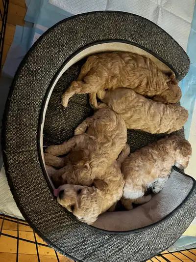 Miniature Poodle Puppies, View more