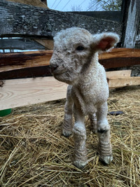Babydoll Ram lamb