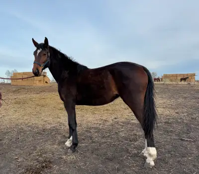 Warmblood Horses for Sale, View more