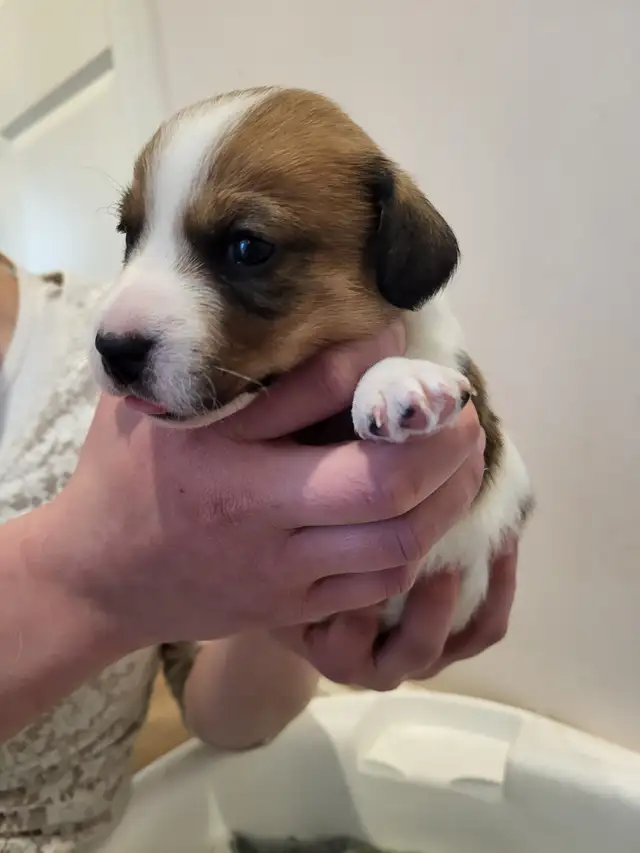 Cute Jack Russell Pups for Sale! in Dogs & Puppies for Rehoming in Pembroke - Image 5