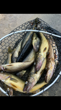 Formations de pêche au doré brochet Bon pour toutes les espèces