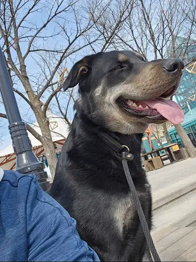 Hi, Unfortunately im looking to rehome my dog. His name is Cain, he's 2 years old, is a very kind, l...