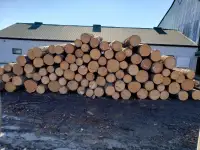 WANTED : cedar, white pine ,red pine,spruce 