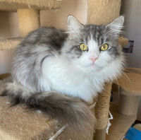  Handsome Ragdoll / Siberian mixed cat for adoption