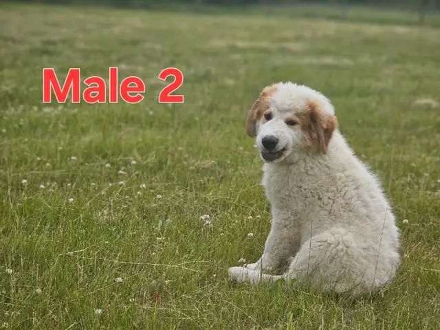 Great Bernese Puppies  **1  Left** in Dogs & Puppies for Rehoming in Edmonton - Image 3