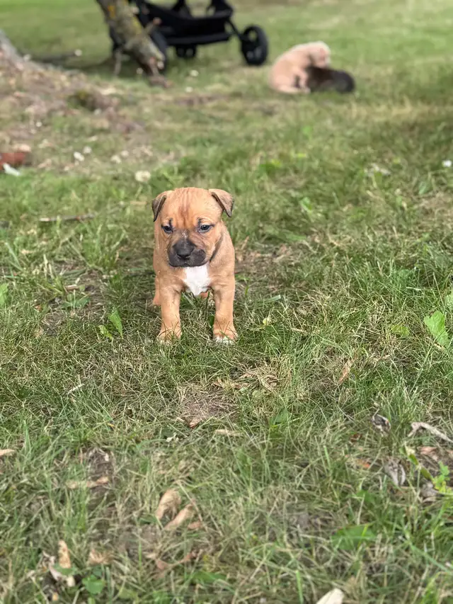 American Bulldog & Rottweiler Mix Puppies – Ready for New Homes! in Dogs & Puppies for Rehoming in Hamilton - Image 6