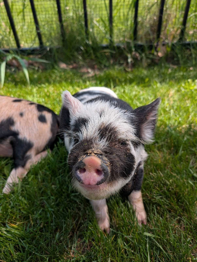 Registered kune kune male piglet in Livestock in Norfolk County