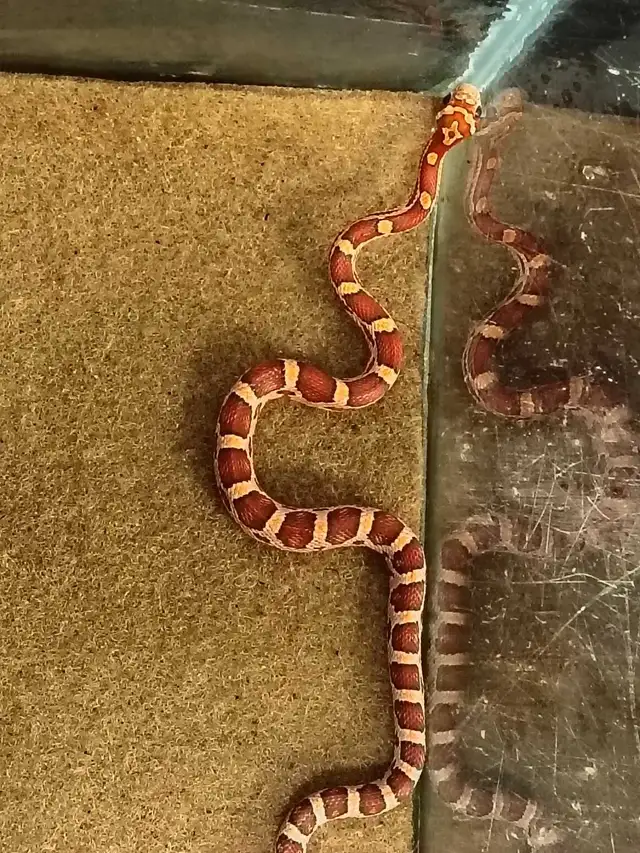 baby corn snake in Reptiles & Amphibians for Rehoming in Kawartha Lakes - Image 3