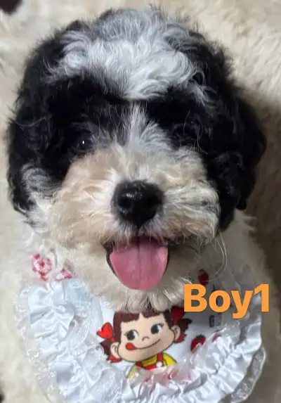 Adorable Toy Poodle puppies looking for forever new home, View more