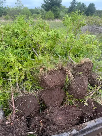 - Beautiful well structured white (swamp) cedars for sale. - $12 each tree delivered, planted, ferti...