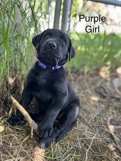 CKC Registered Black Lab Puppies for Sale, View more