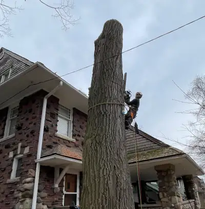 EXPERT--ANY TREE REMOVAL SERVICE 647-493-5900