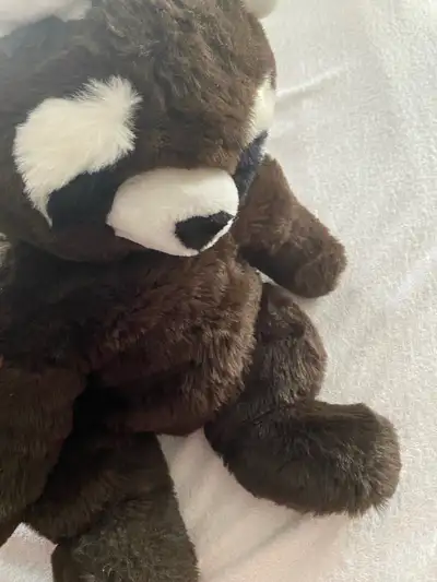 Beautiful brown and white raccoon very soft