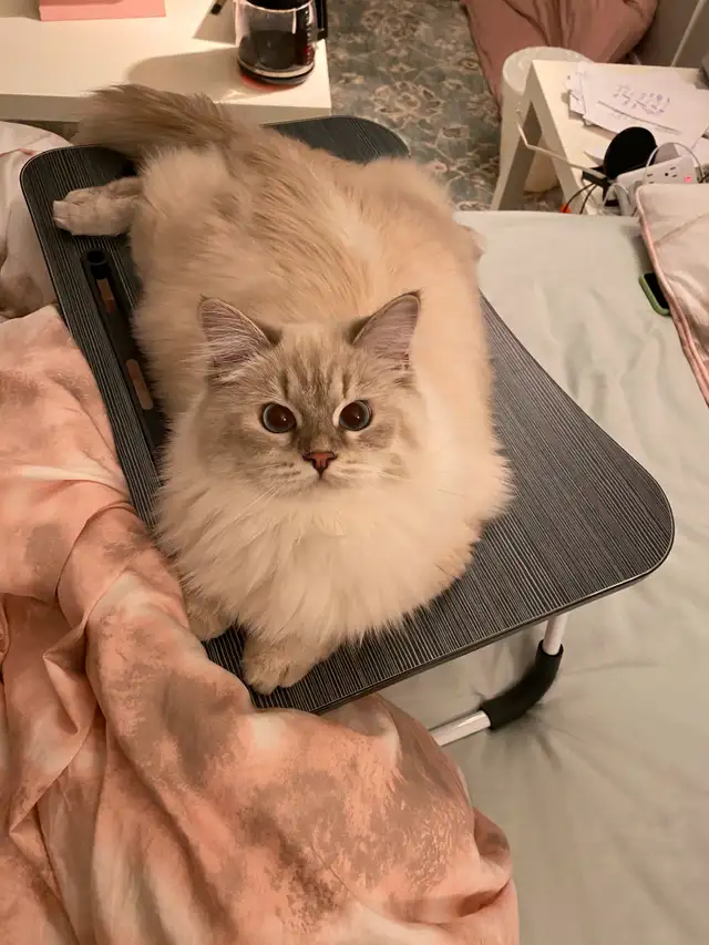 Pure Siberian kittens are available