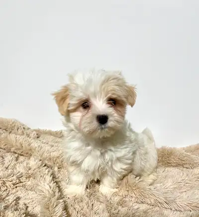 We're excited to announce a new litter of healthy Morkie puppies, each raised with love and attentio...