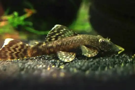 Community fish Sale | Fish for Rehoming | Kitchener / Waterloo | Free ...