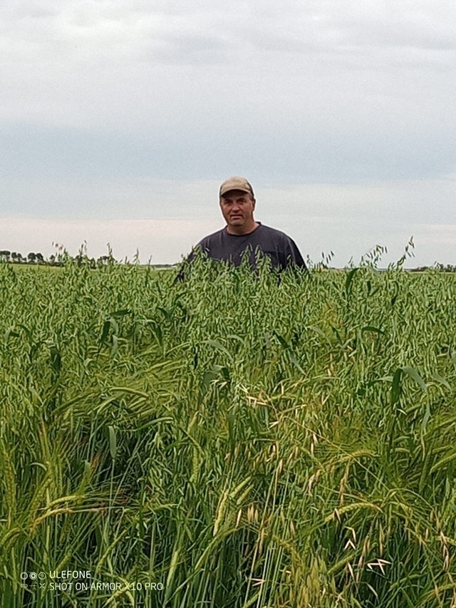 Seed Forage Oats Livestock Regina Kijiji