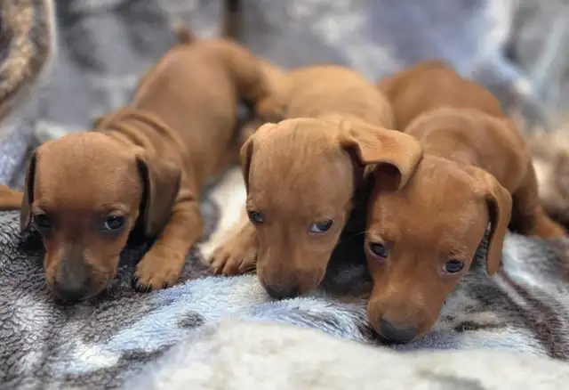 chiot teckel standard male poil court in Dogs & Puppies for Rehoming in Laurentides - Image 11