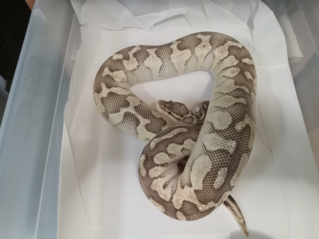 Ball pythons for sale in Reptiles & Amphibians for Rehoming in Edmonton