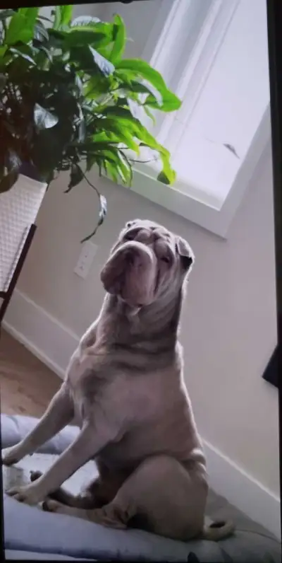 Sharpei for Re-homing, View more