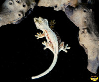 Stunning Crested Geckos and Leopard Geckos