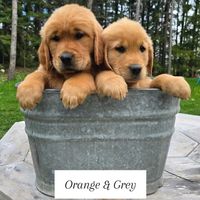 Waitlist Golden Retriever Puppies | Dogs & Puppies for Rehoming | Owen ...