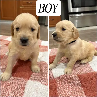 Purebred Golden retriever puppies, View more