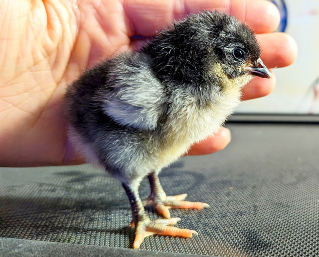 Lovely baby chickens  dans Animaux de ferme  à Laurentides - Image 2